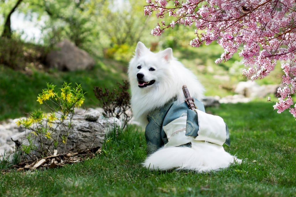 dog garden plants